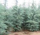 ´Blue Ice´ Arizona Cypress